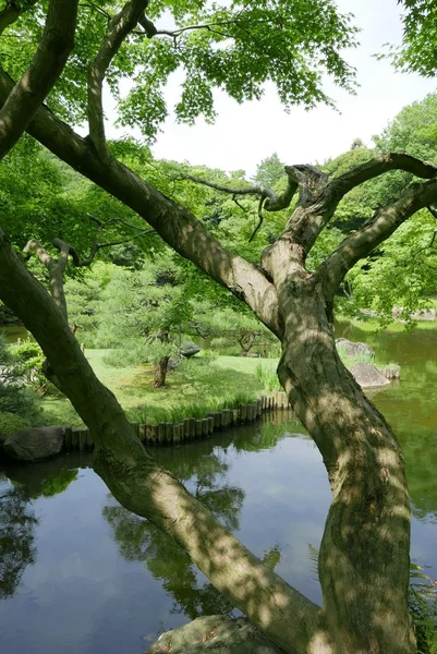Verticale groene boom, vijver water in Japan openbaar park — Stockfoto