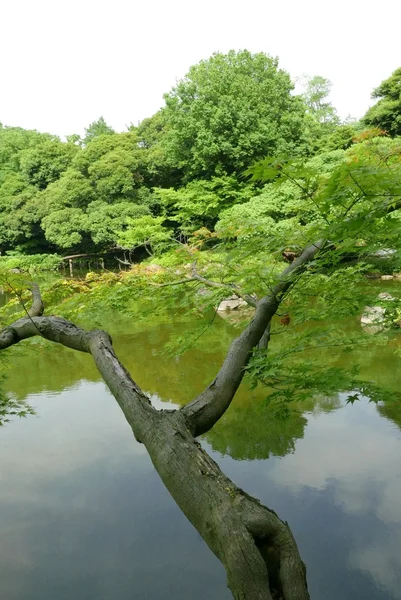 Vertikaler grüner Baum, Wasserteich im öffentlichen Park Japans — Stockfoto