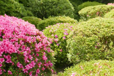Pembe çiçek, yeşil bitki ve ağaç Japonya genel Park