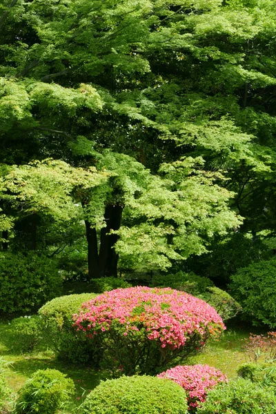 Κάθετη ροζ λουλούδι, πράσινο φυτό και δέντρο στην Ιαπωνία δημόσιο πάρκο — Φωτογραφία Αρχείου