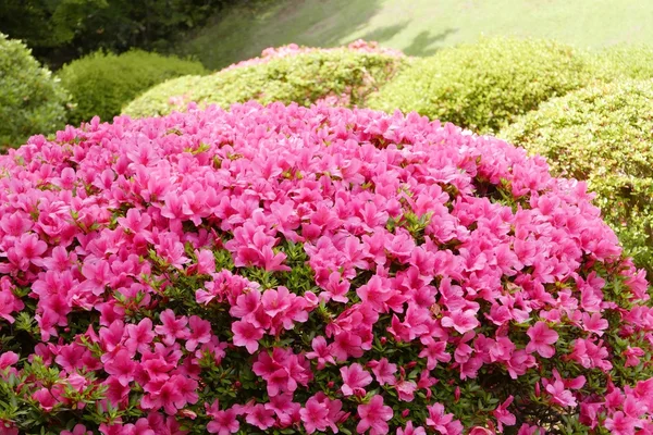Rózsaszín virág, zöld növény és fa a japán állami park — Stock Fotó