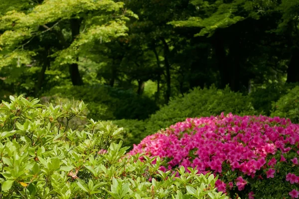 Розовый цветок, зеленые растения и деревья в общественном парке Японии — стоковое фото