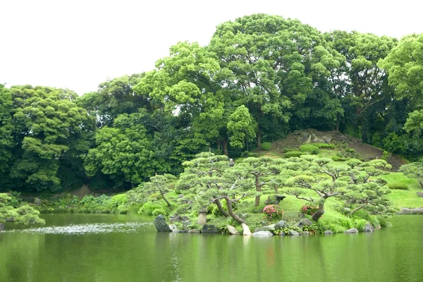 Lago, albero verde e pianta nel giardino zen — Foto Stock