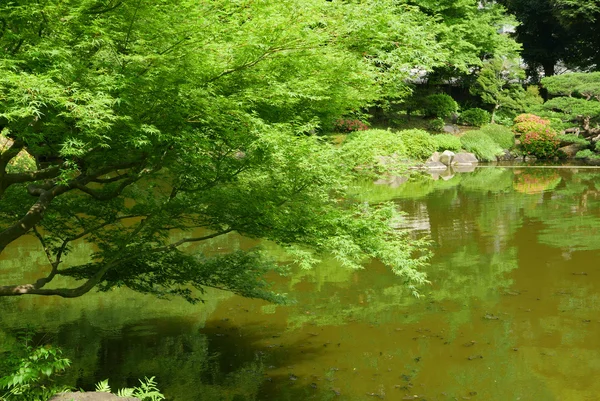 Su birikintisi yakınındaki yansıması ile ağaç bahçe bitki — Stok fotoğraf