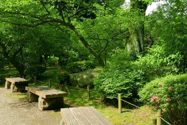 Растение, цветы и дерево в традиционном парке Японии — стоковое фото