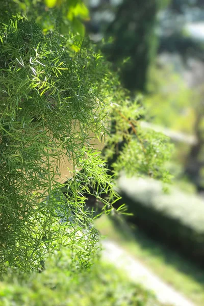 Sfondo verde di piante e alberi nel parco — Foto Stock