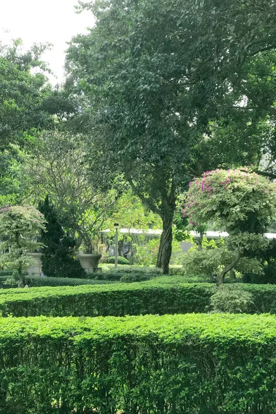 Planta verde vertical y árbol en jardín público — Foto de Stock