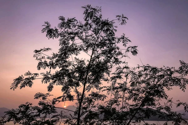 A sziluett, a fa, az átmenet égbolt, a nap és a óceán — Stock Fotó