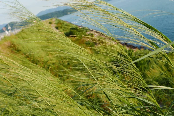 Zewnątrz zielone trawy ozdobne, ocean i góry — Zdjęcie stockowe
