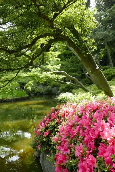 Dikey yeşil bitkiler ve Japonya özel zen Park pembe çiçek