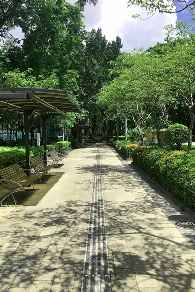 Деревянная скамейка, зеленое дерево и городской парк — стоковое фото