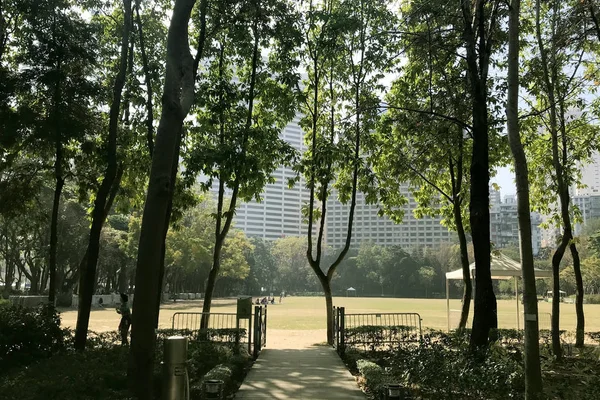 Şehir halk parkında yatay bahçe ağacı ve yeşil alan şeridi — Stok fotoğraf