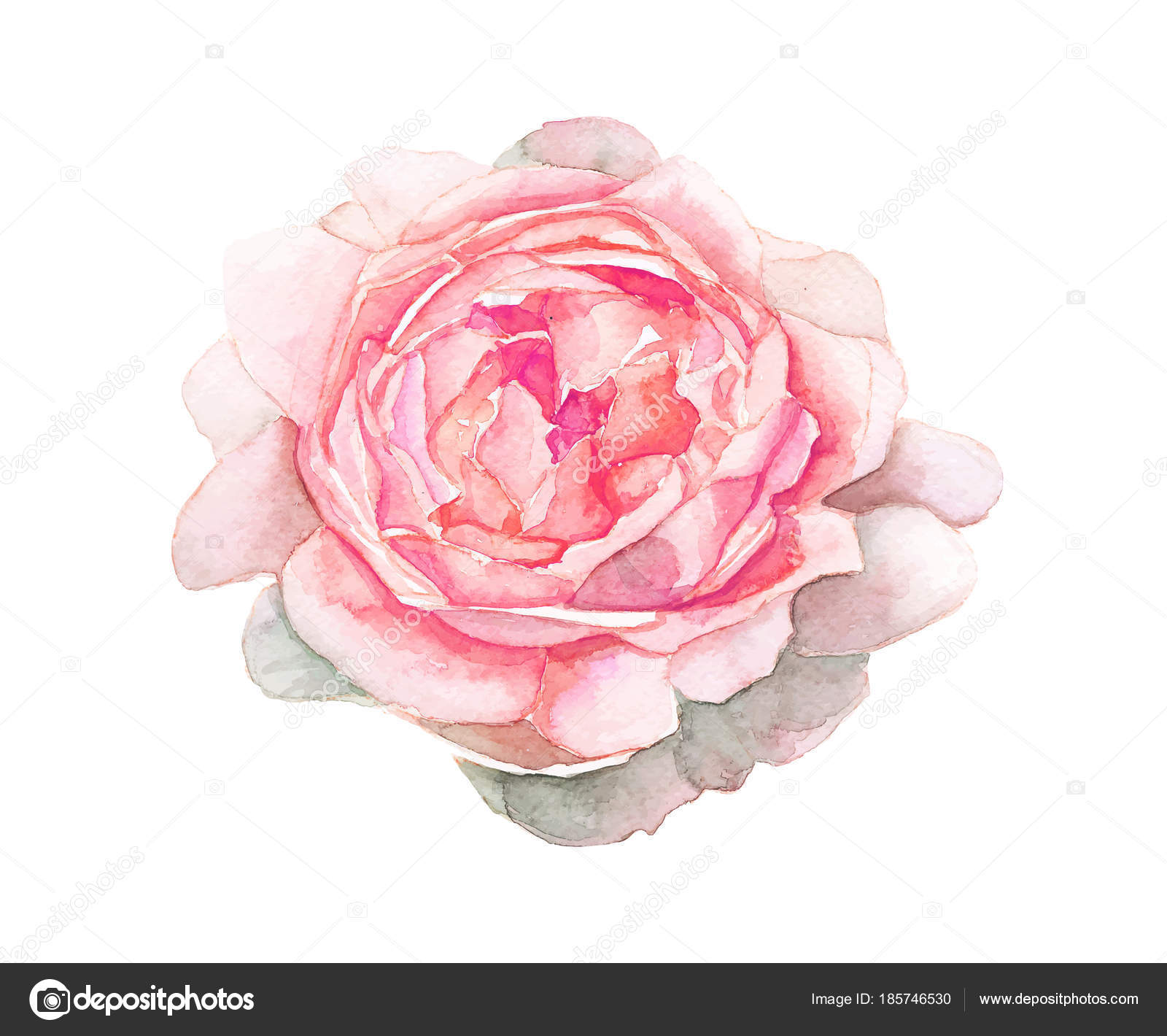 Peinture à Laquarelle Fleur Rose Sur Fond Blanc Image