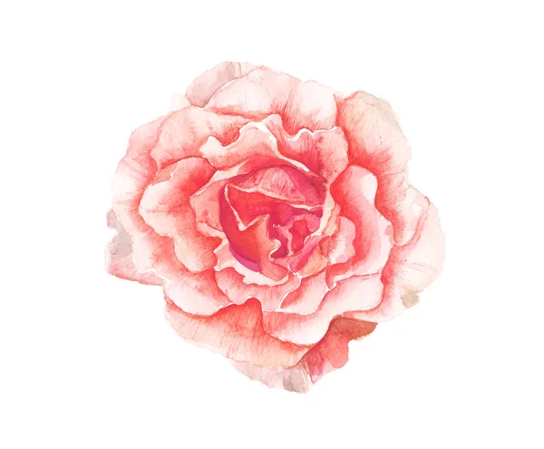 Obraz akvarel růžový květ na bílém pozadí — Stockový vektor
