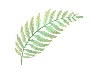 Beyaz zemin üzerine suluboya Fern Bush yaprak bitki dekorasyon