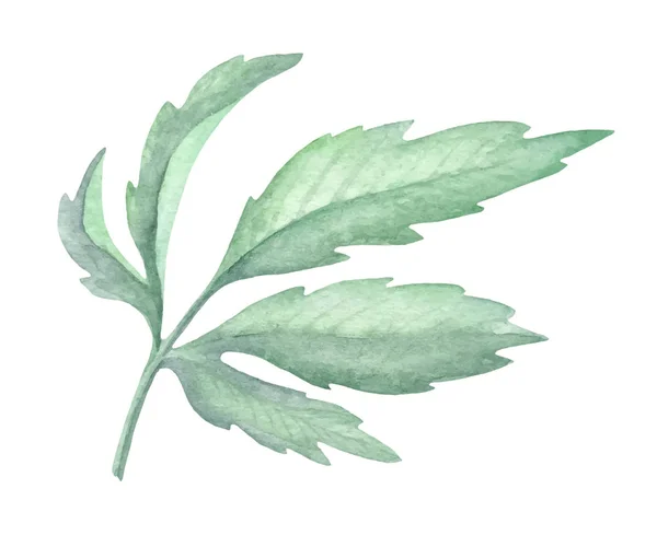 Aquarelle feuille verte décoration végétale sur fond blanc — Image vectorielle