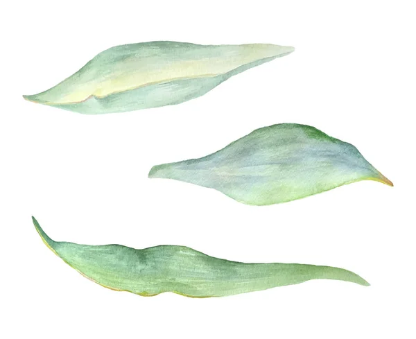 Aquarelle vert feuille plante déocration sur fond blanc — Image vectorielle