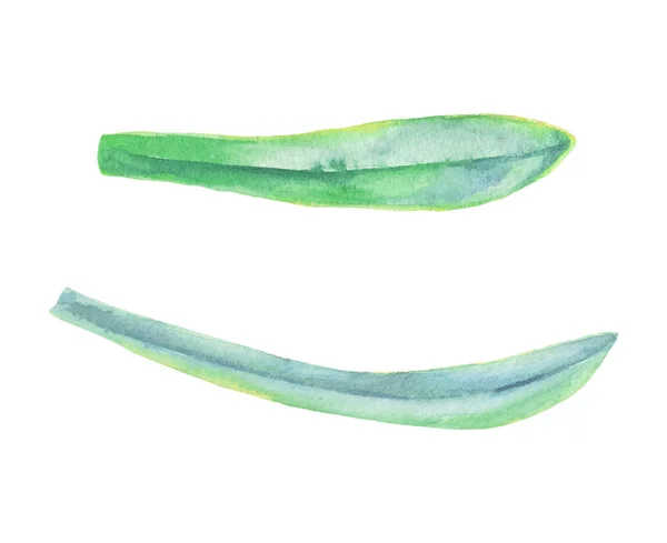 흰색 바탕에 수채화 녹색 잎 식물 장식 — 스톡 벡터