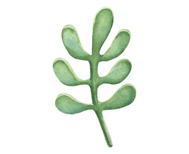 İzole suluboya yeşil bitki yaprak deocration