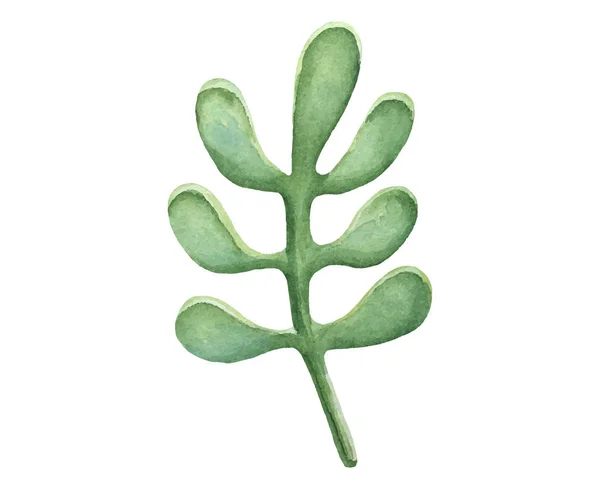Isolado aquarela verde planta folha deocration —  Vetores de Stock