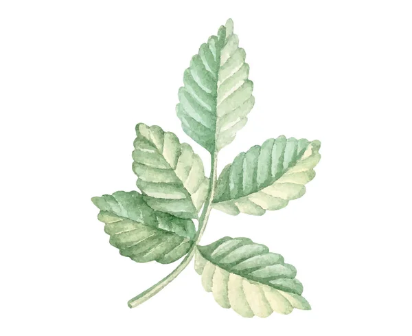 Isolé aquarelle vert déocration des feuilles de la plante — Image vectorielle