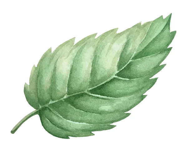 Isolierte aquarellgrüne Pflanzenblatt-Deokration — Stockvektor