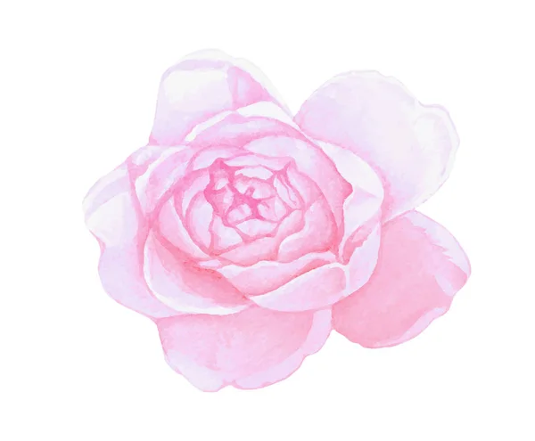 Aislado rosa acuarela pintura peonía flor — Vector de stock