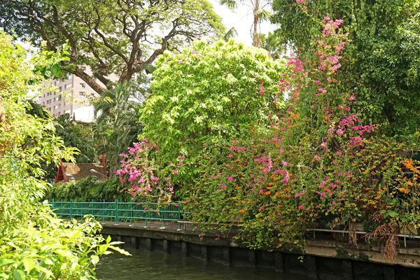 Thailand river, plants, flower, tree and footpath at daytime