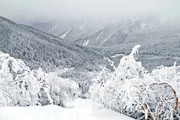 Colina de neve natural e árvore no Japão Yatsugatake montanha — Fotografia de Stock