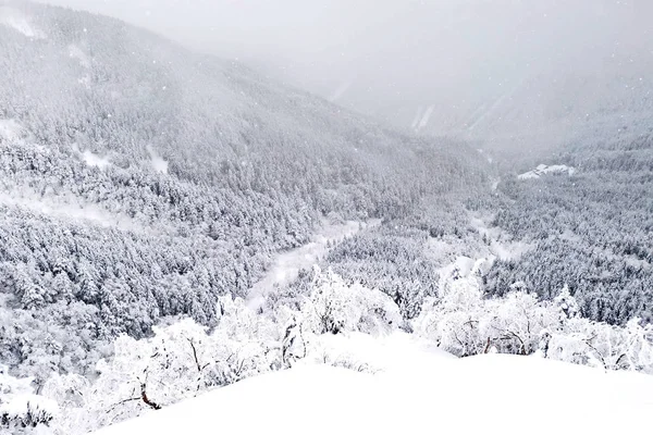Colina de neve natural e árvore no Japão Yatsugatake montanha — Fotografia de Stock