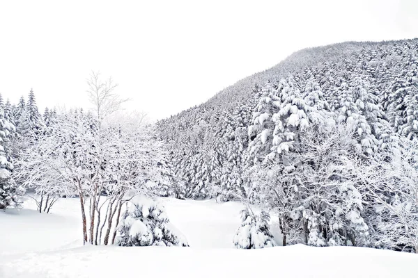 Nieve natural colina y árbol en Japón Yatsugatake montaña — Foto de Stock
