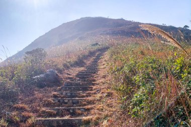 Hong Kong 'da doğal otlar, bitkiler, merdivenler ve dağlarla dolu doğa yürüyüşü yolu.