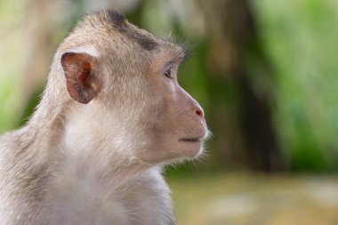 Maymun surat sağ taraftan görüntüsünü kapatmak