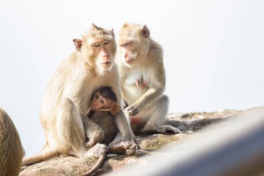 Uçurumun kenarında oturan aile maymun