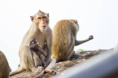 Uçurumun kenarında oturan aile maymun
