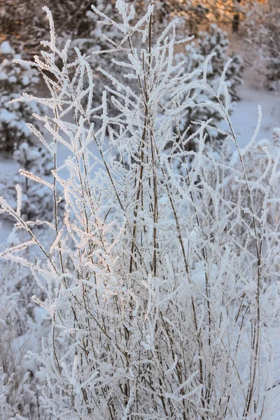 Grass in hoarfrost — Stock Photo, Image