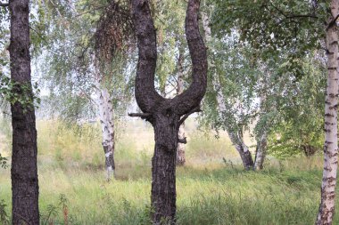 Olağandışı çatallanma bir gövde