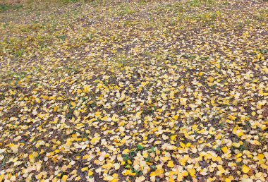 Ahşap sonbaharda yaprak