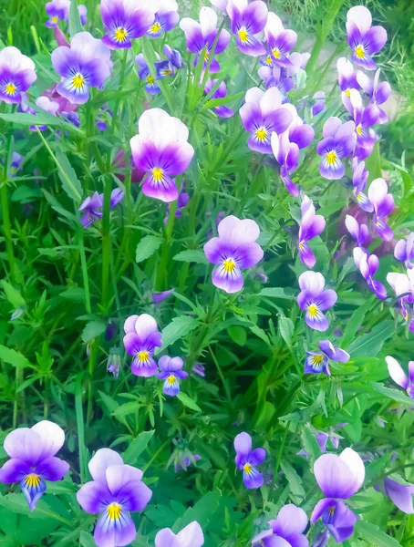 Wild violette bloemen — Stockfoto
