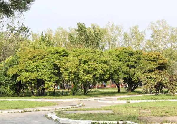 El manzano en el jardín —  Fotos de Stock