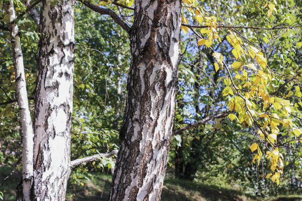 Trunk and branches of a birch
