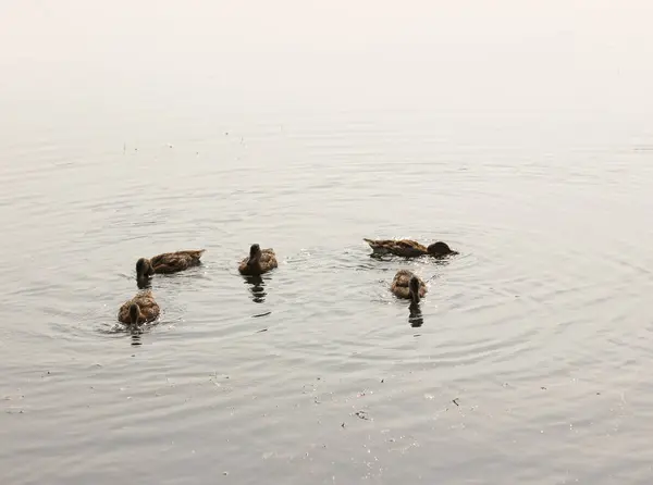 Ducks in a pond — Stock Photo, Image