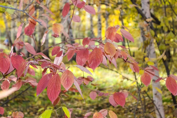 赤い葉を持つ木の枝 — ストック写真