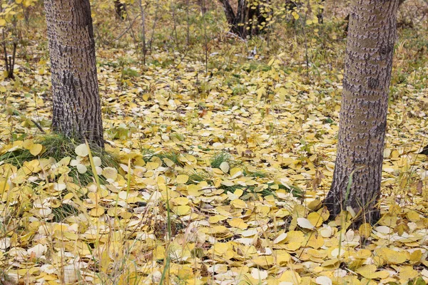 As folhas amarelas caídas — Fotografia de Stock