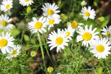 Bahçedeki papatyalar