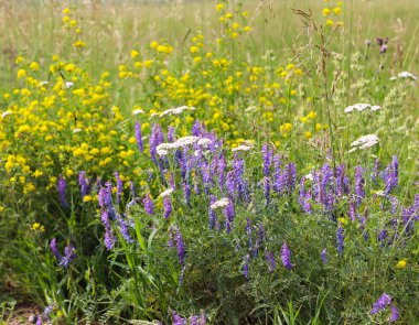 Yasaya göre çiçekler