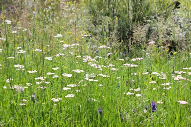 Çiçekli yaz çayırı
