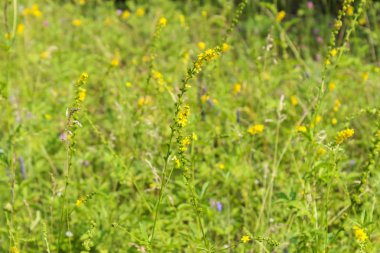 Çiçekli yaz çayırı