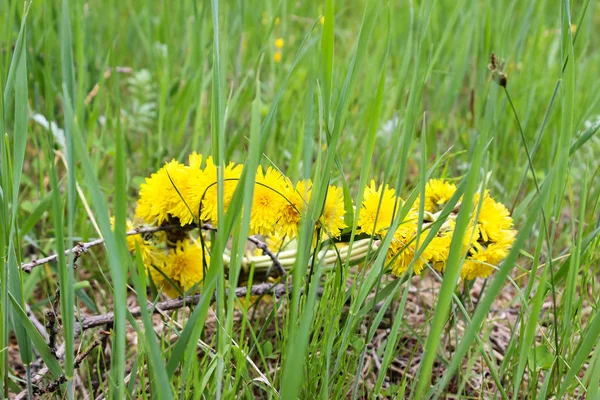 草の中のタンポポの花輪 — ストック写真
