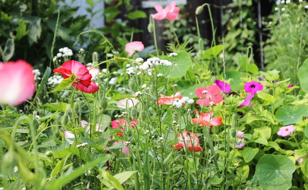 Floreciente jardín de verano — Foto de Stock